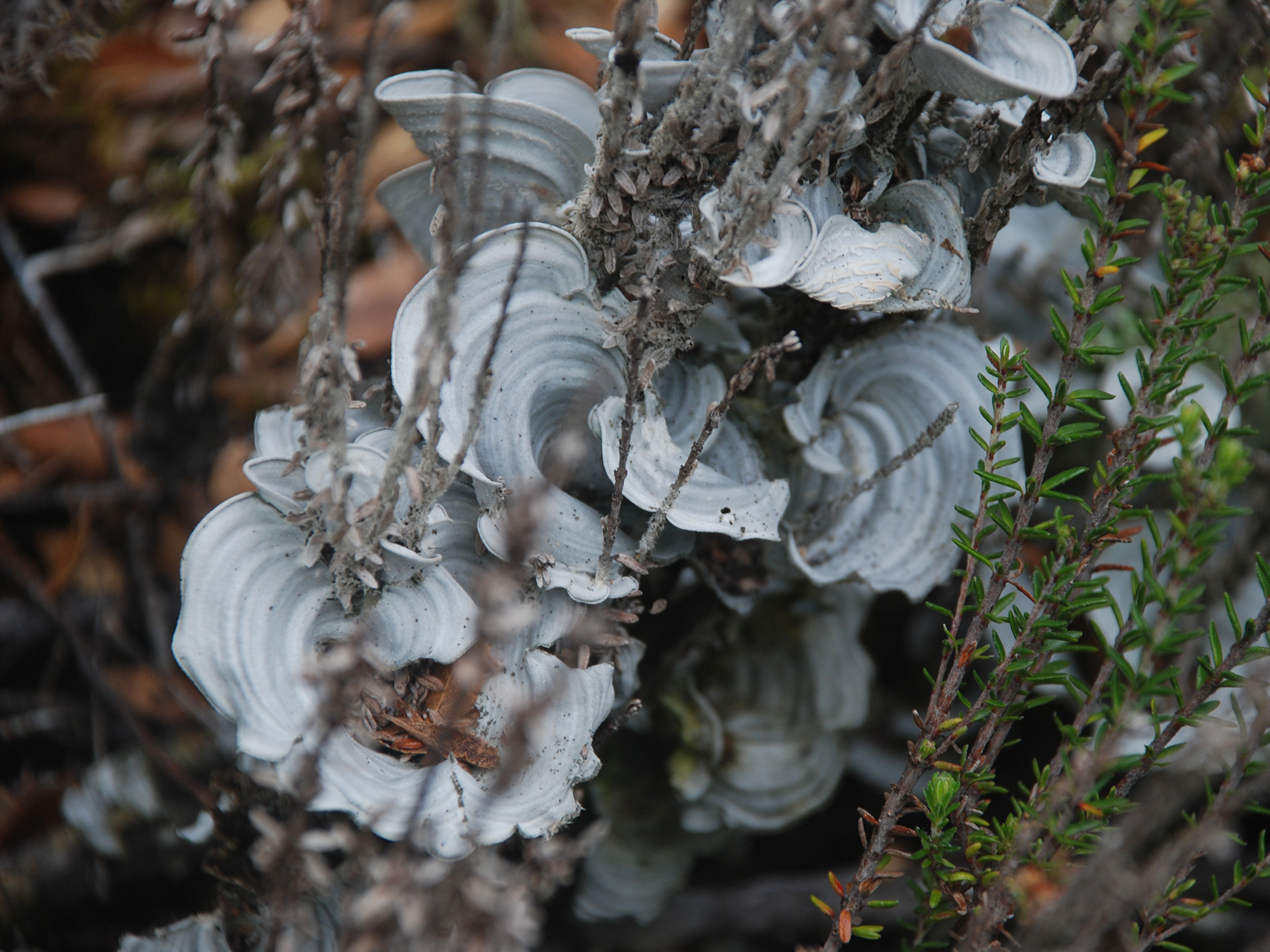 White cup lichens thriving in the cool, moisture-rich ecosystem of Tic Toc’s protected coastal...