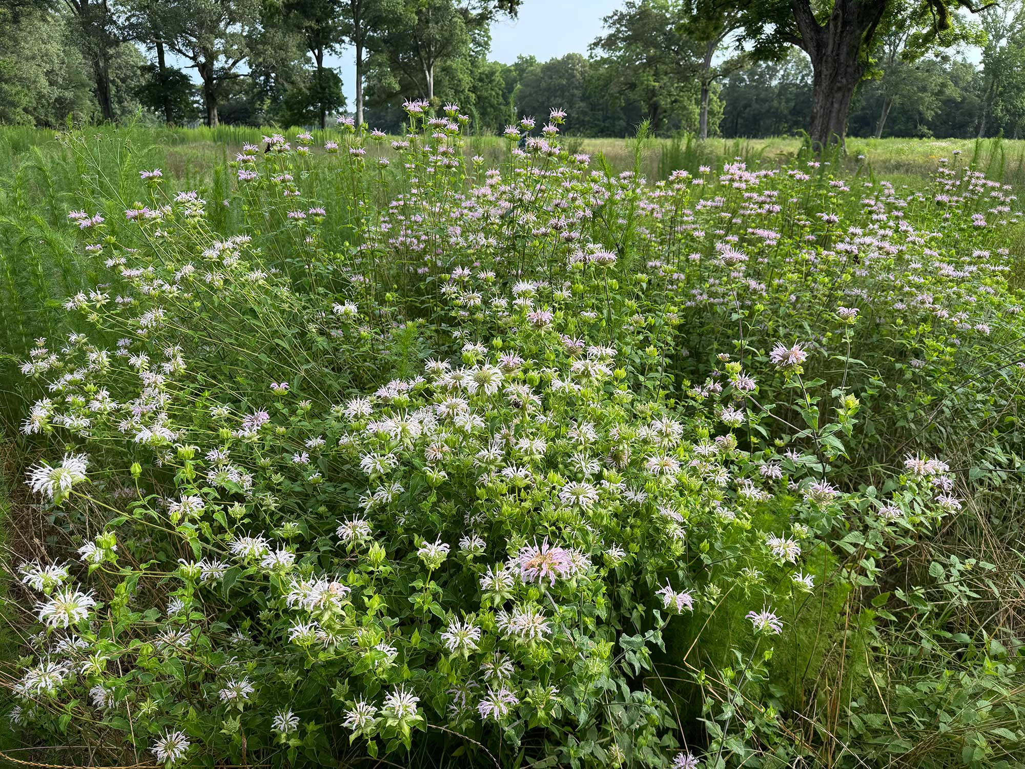 Native wildflowers blooming in a restored meadow at Live Oak, surrounded by tall grasses and oak...