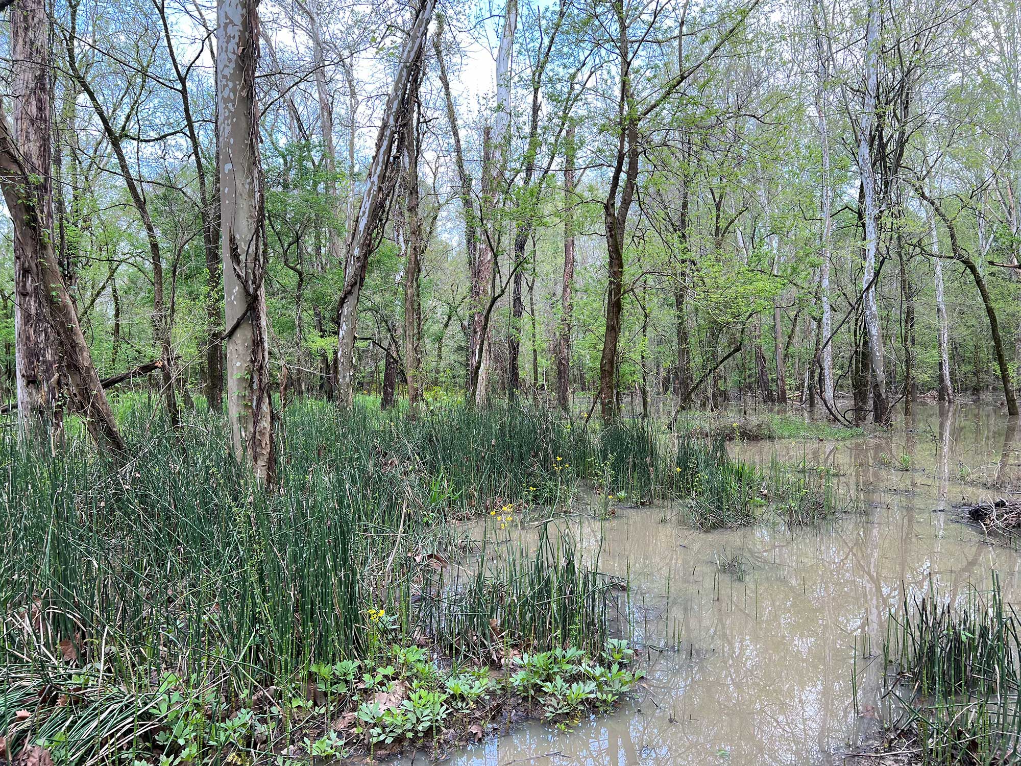Seasonally flooded wetland at Live Oak with standing water, horsetail rushes, and young spring...