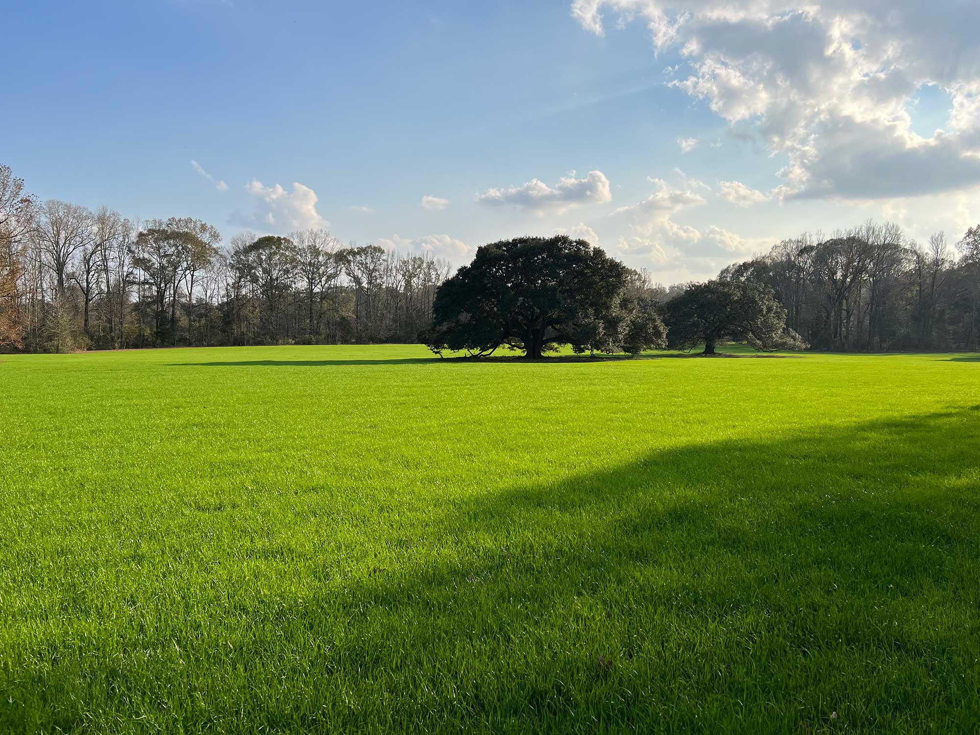 Live oak tree in a lush restored meadow with vibrant green grass at Live Oak in Louisiana.