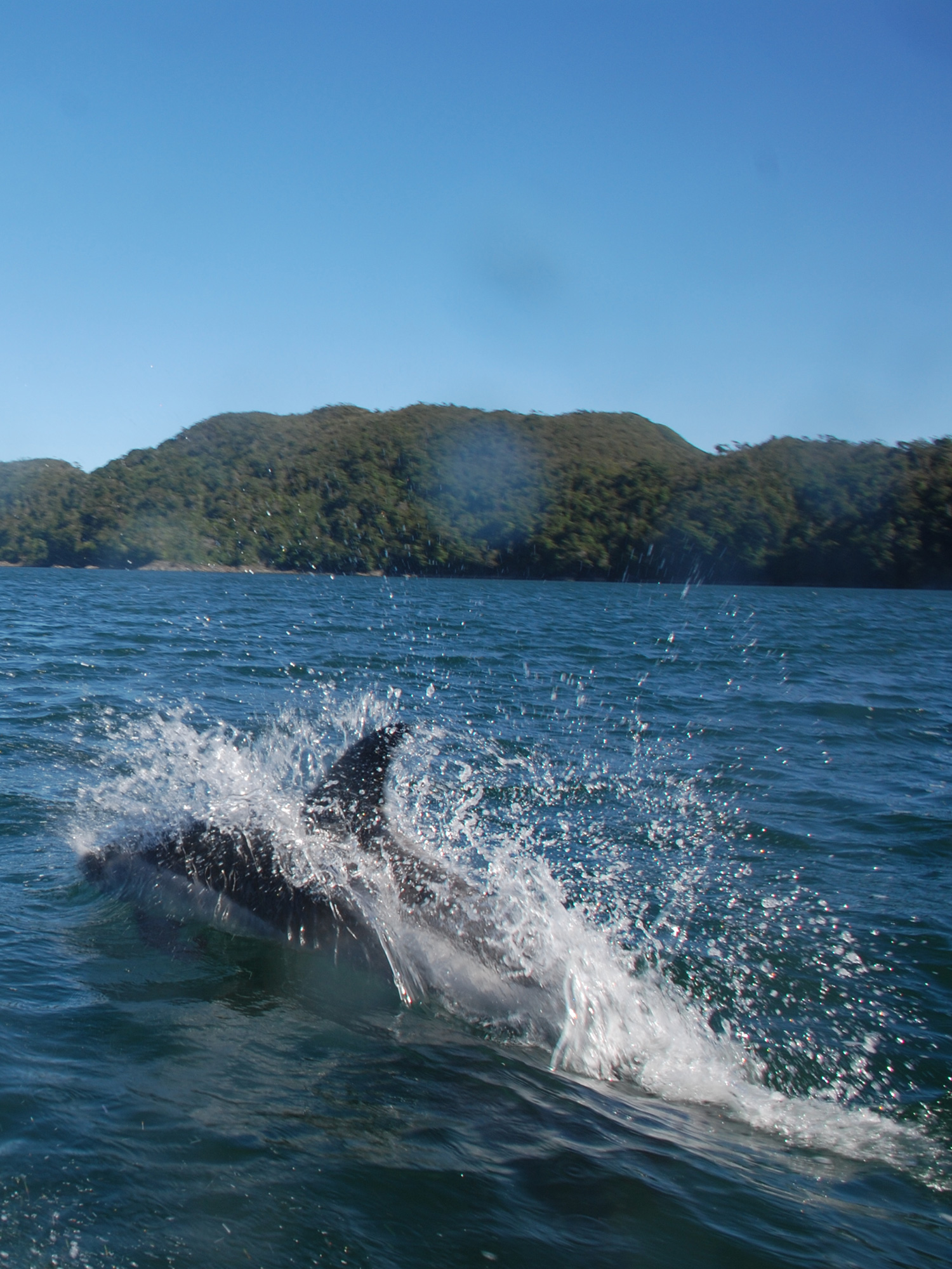 Peale’s dolphin swimming in the protected coastal waters of Tic Toc, highlighting the region’s...