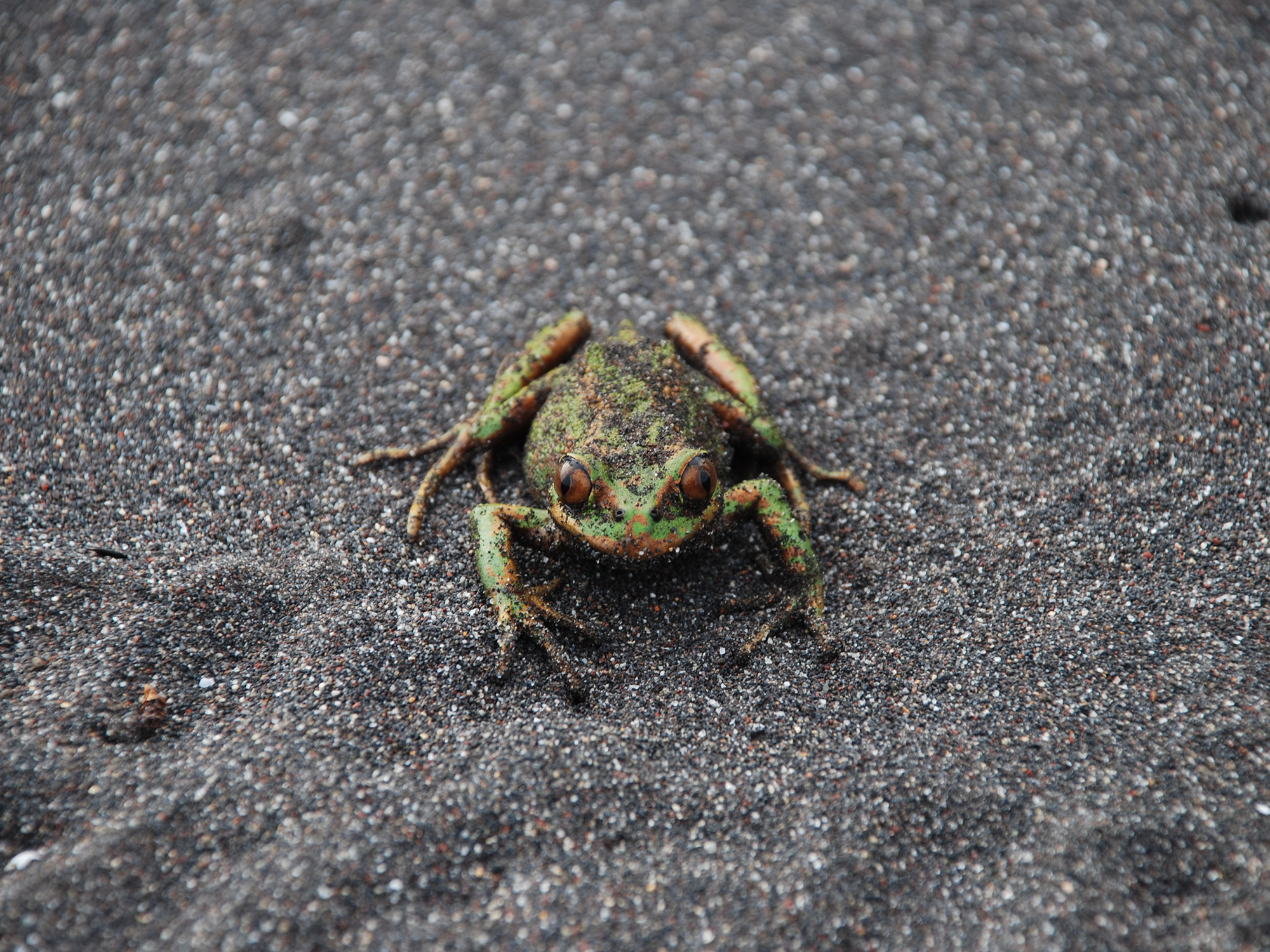 Green Patagonian Ground frog with copper eyes resting on the volcanic black sand at Tic Toc on...
