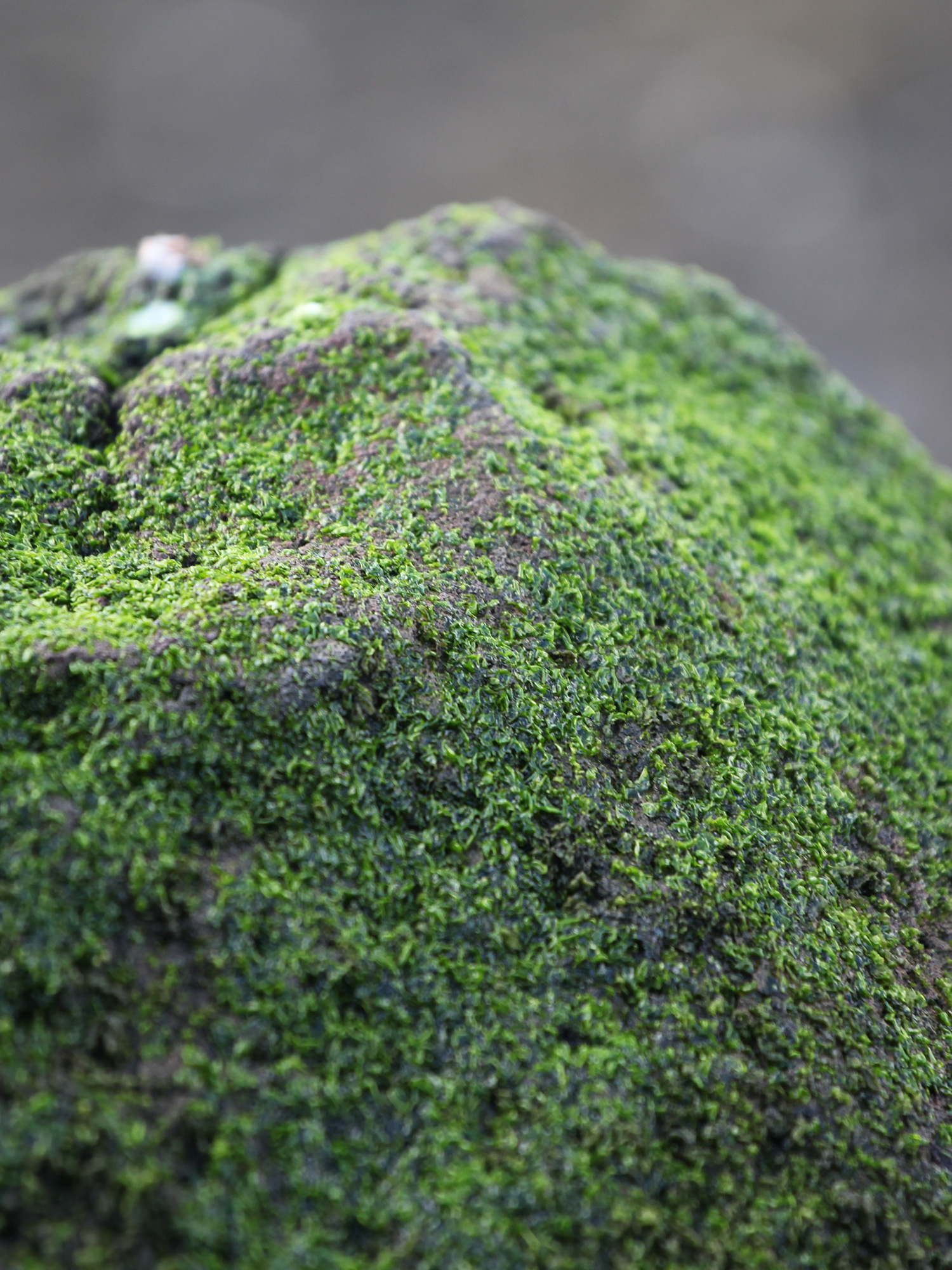 Mossy Stone